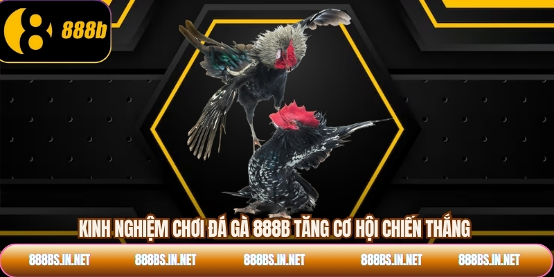 Kinh nghiệm chơi đá gà 888B tăng cơ hội chiến thắng