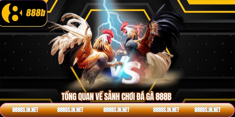 Tổng quan về sảnh chơi đá gà 888B