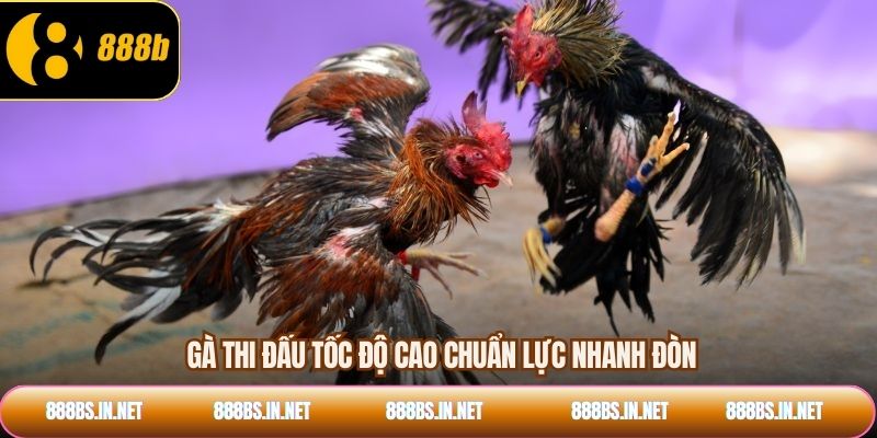 Gà thi đấu tốc độ cao chuẩn lực nhanh đòn