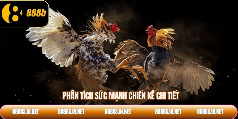 Phân tích sức mạnh chiến kê chi tiết