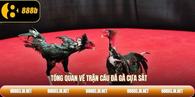 Tổng quan về trận cầu đá gà cựa sắt