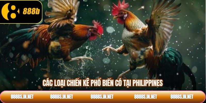 Các loại chiến kê phổ biến có tại Philippines