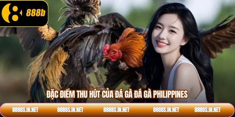 Đặc điểm thu hút của đá gà Đá gà Philippines