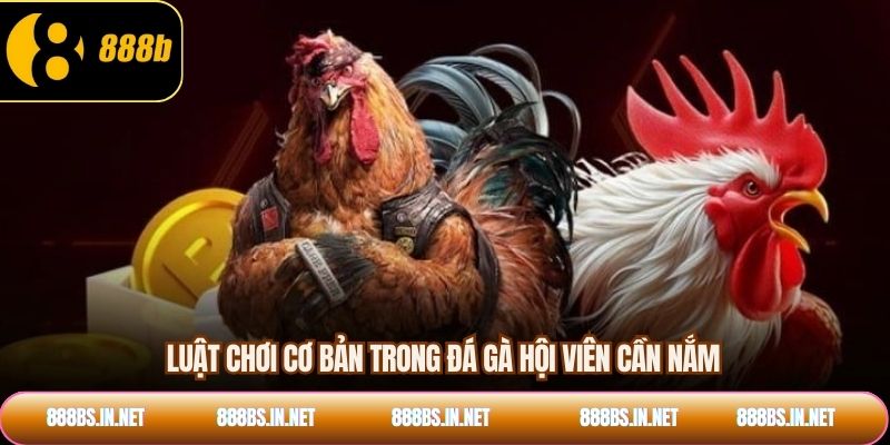 Luật chơi cơ bản trong đá gà hội viên cần nắm