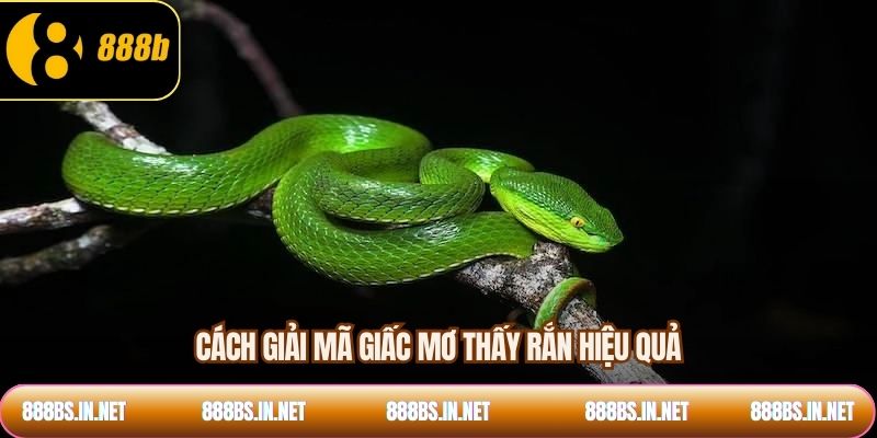 Cách giải mã giấc mơ thấy rắn hiệu quả