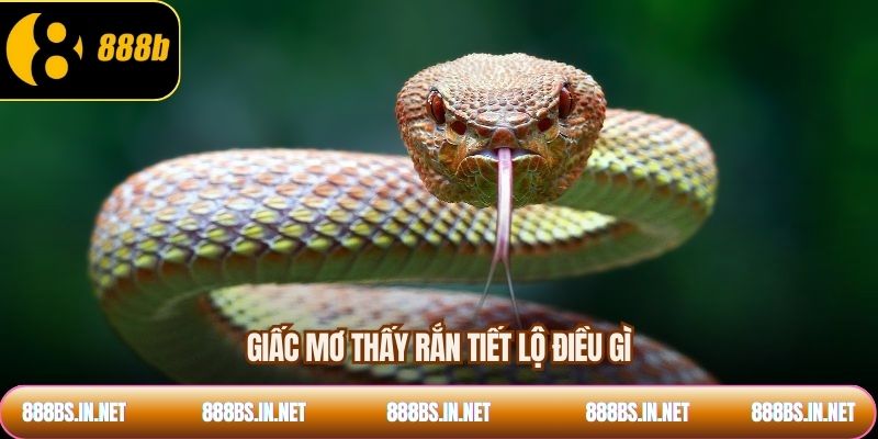 Giấc mơ thấy rắn tiết lộ điều gì