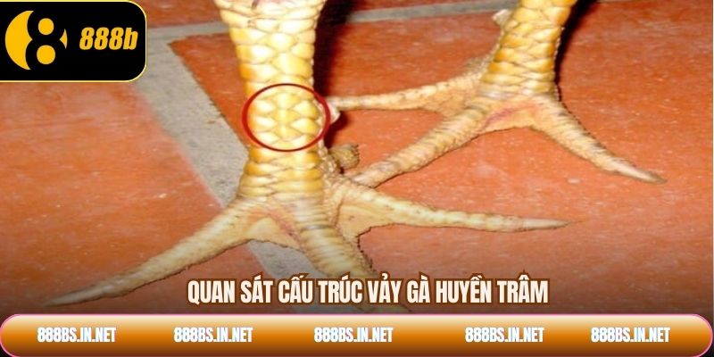 Quan sát cấu trúc vảy gà huyền trâm