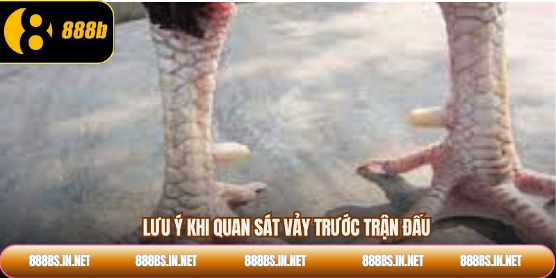Lưu ý khi quan sát vảy trước trận đấu