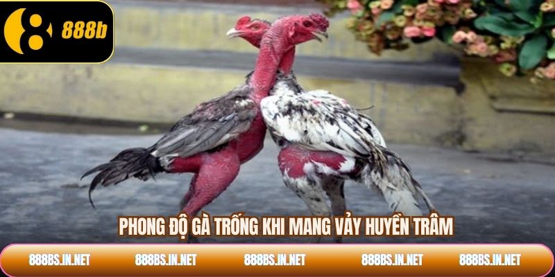 Phong độ gà trống khi mang vảy huyền trâm