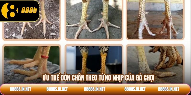 Ưu thế đòn chân theo từng nhịp của gà chọi